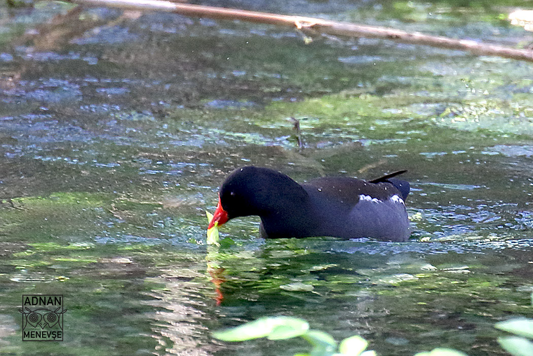 Eurasian Moorhen — Ana fotoğraf